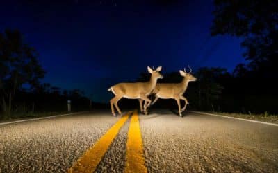 wie reagiert man richtig, wenn plötzlich Wild auf die Fahrbahn tritt?